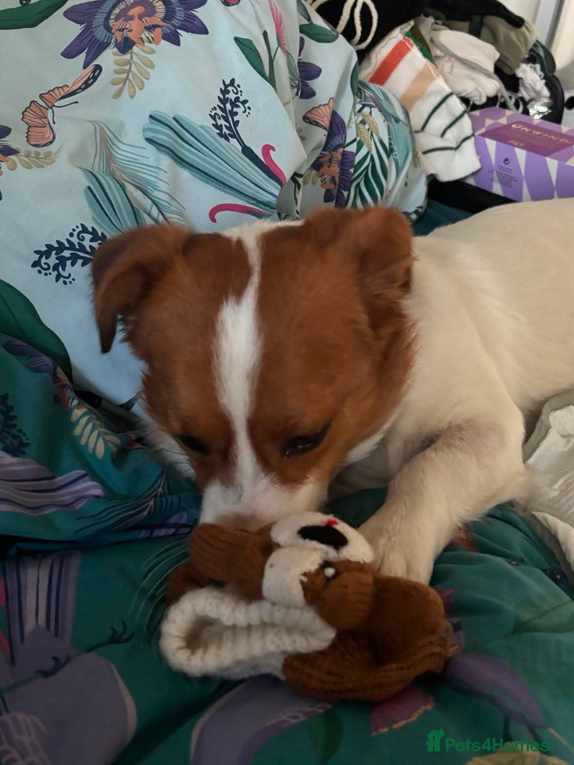 Mixed Breed dogs for adoption: Gregory for adoption in Leigh-on-Sea - Advert 4