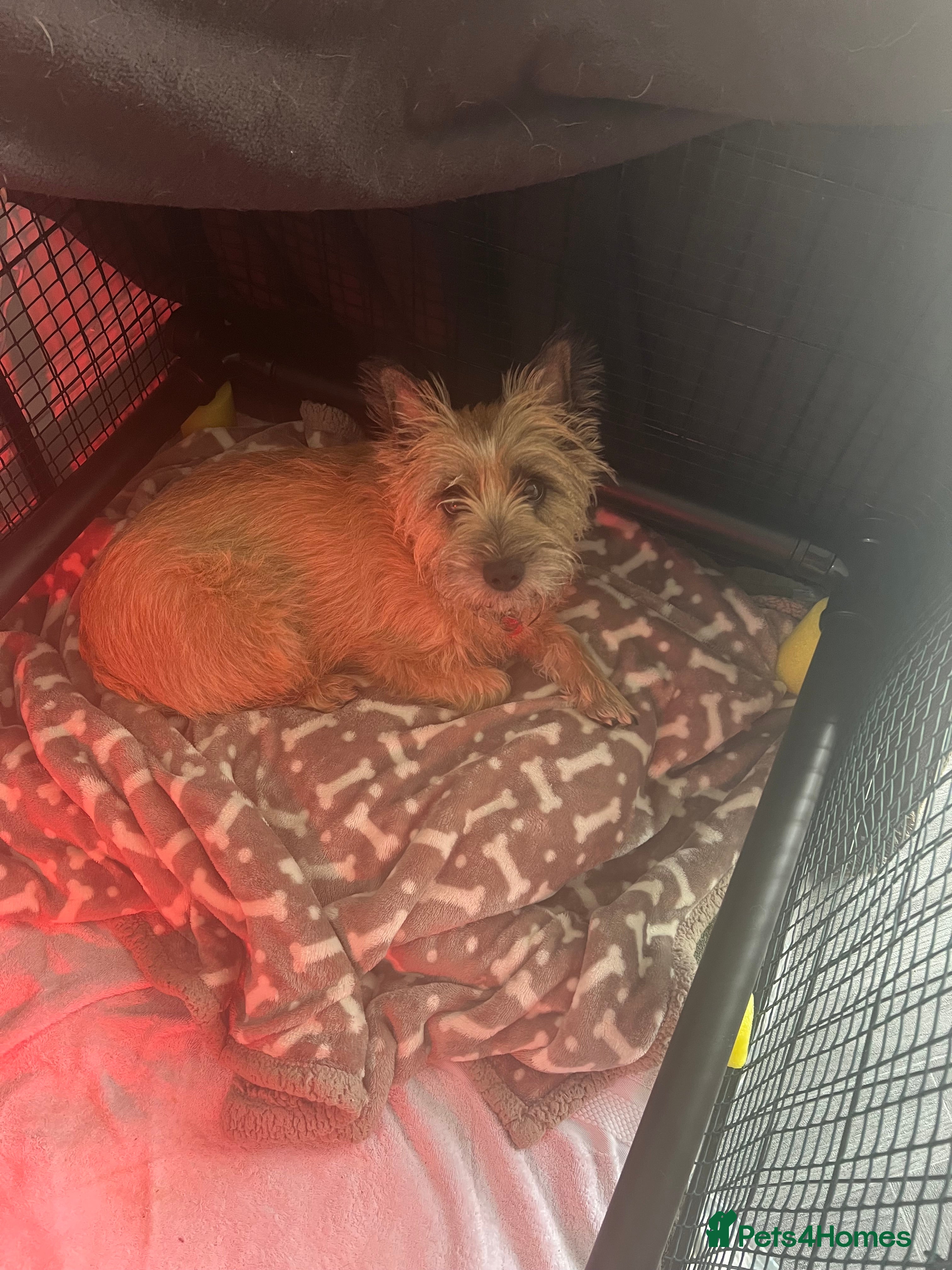 Cairn Terrier dogs Cairn terrier KC registered - Advert 2
