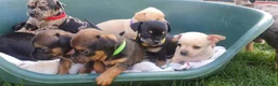 Mixed Breed dogs for sale: Beautiful Puppies  in Martock - Advert 20