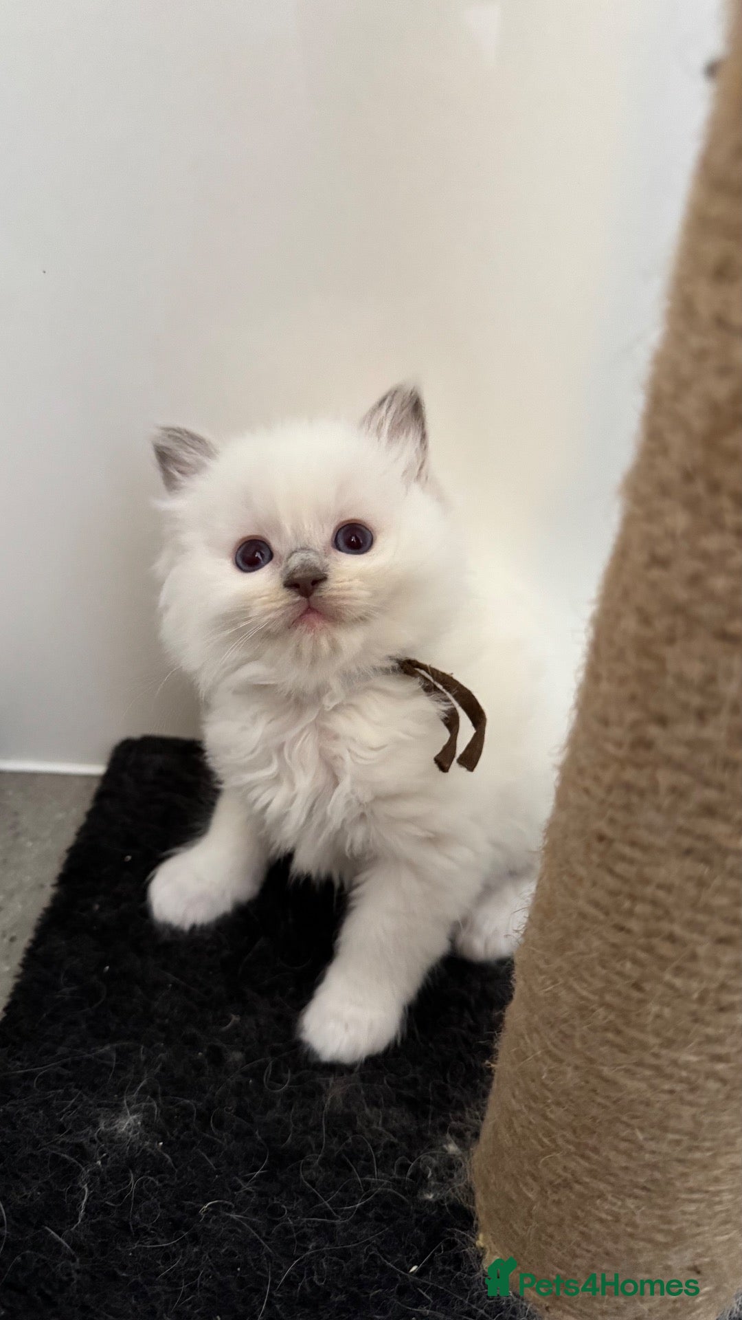 Ragdoll cats Pedigree Ragdoll Kittens - Advert 2