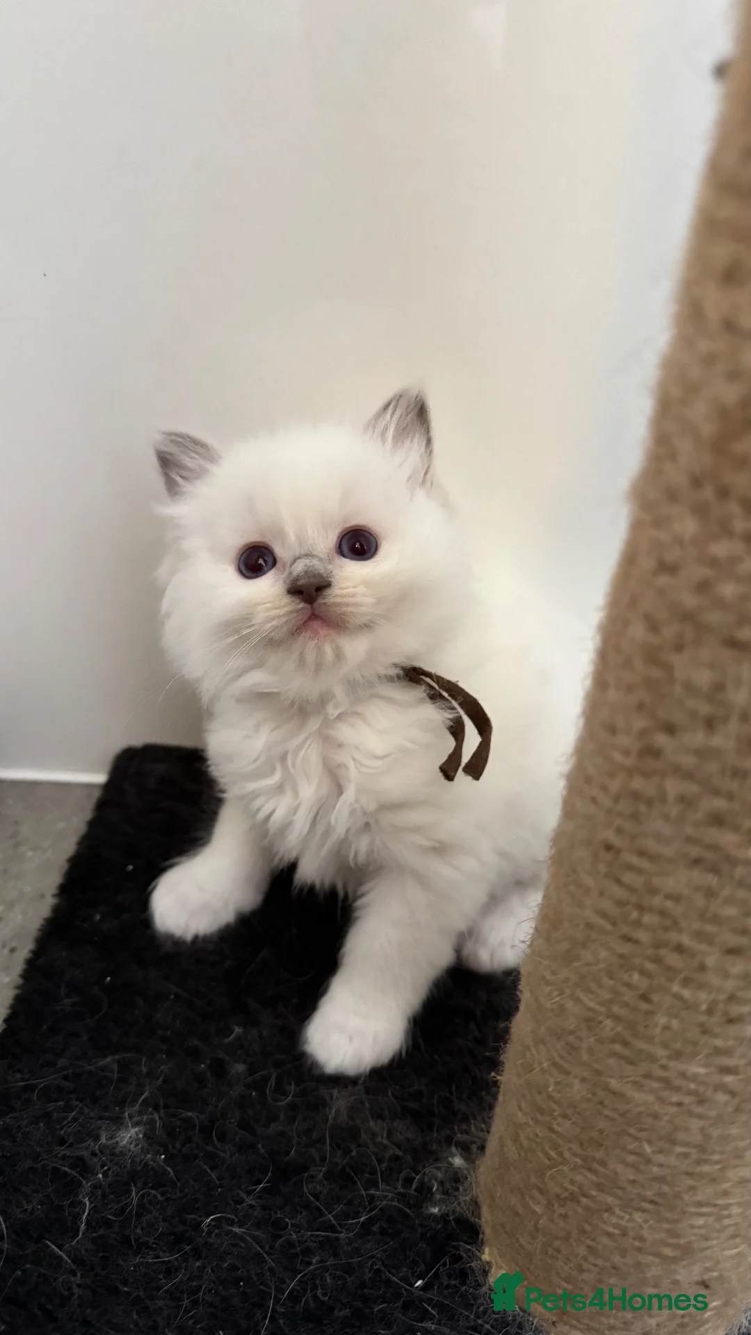 Ragdoll cats for sale: Pedigree Ragdoll Kittens - Advert 2