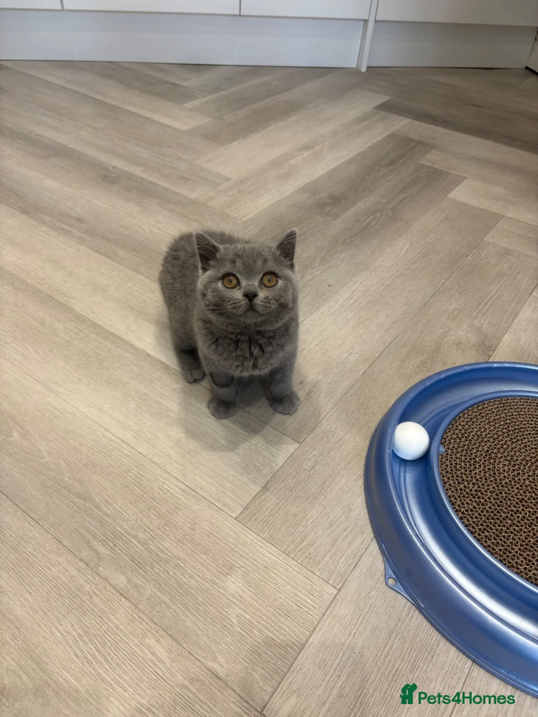 British Shorthair cats for sale: Last blue male. GCCF. Ready now - Advert 2