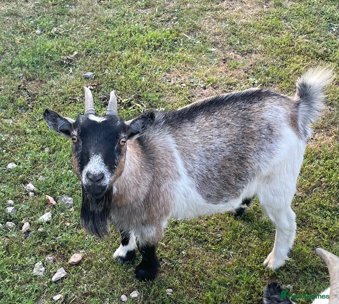 Goats livestock for sale: 2 Nanny Pygmy Goats 3 And 2 Years Old. - Image 2