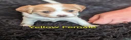 Cavachon dogs for sale: Cavachon puppies in Cleator Moor - Advert 9