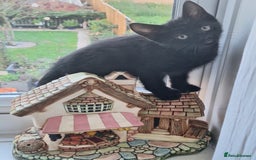 Domestic Shorthair cats for sale: ✨️ Beautiful 2 kittens 🩷🩵 Ready for homes now ✨️ - Image 26