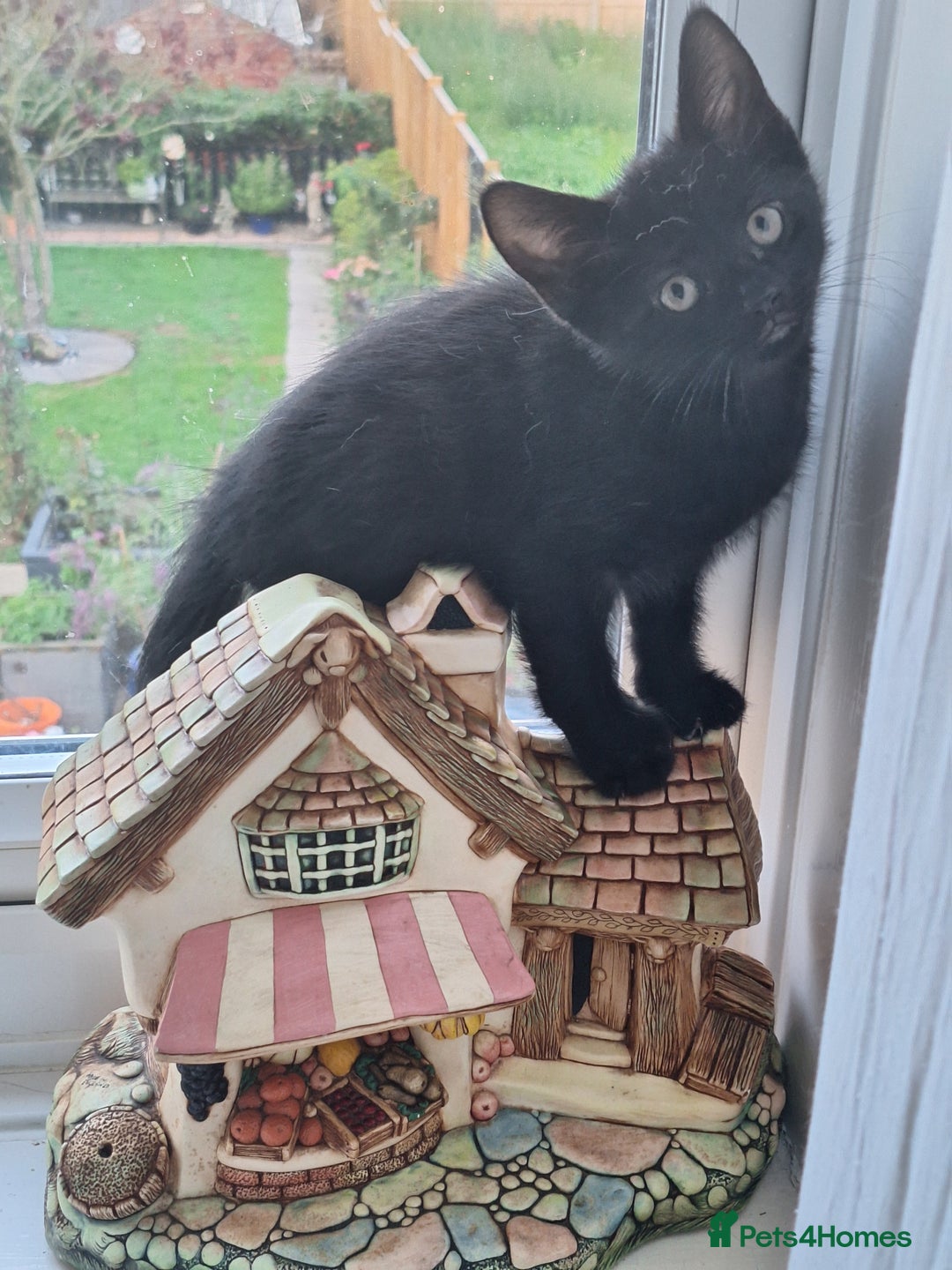 Domestic Shorthair cats for sale: ✨️ Beautiful 2 kittens 🩷🩵 Ready for homes now ✨️ - Image 26