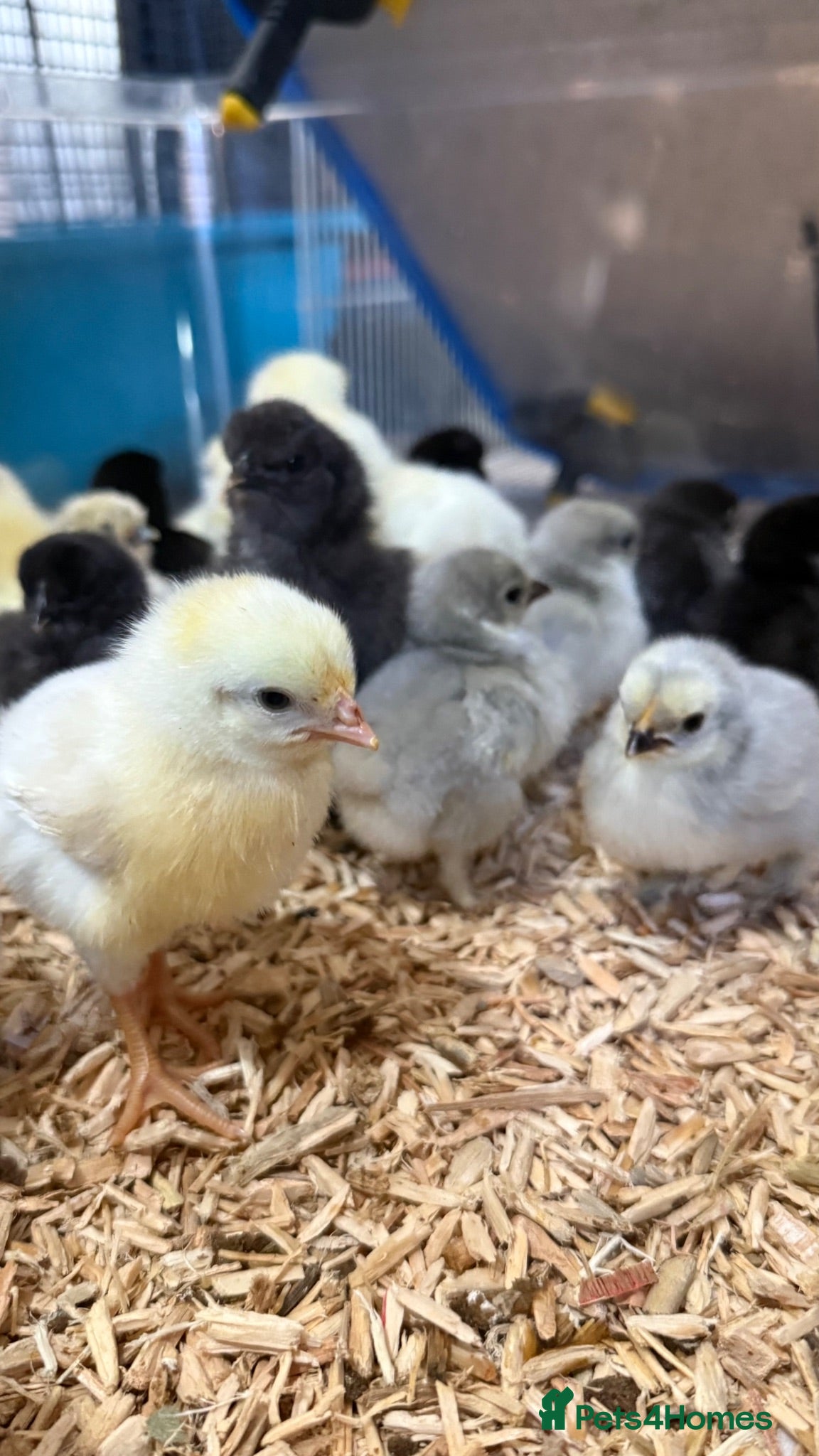 Chickens poultry Chicks available  - Advert 1