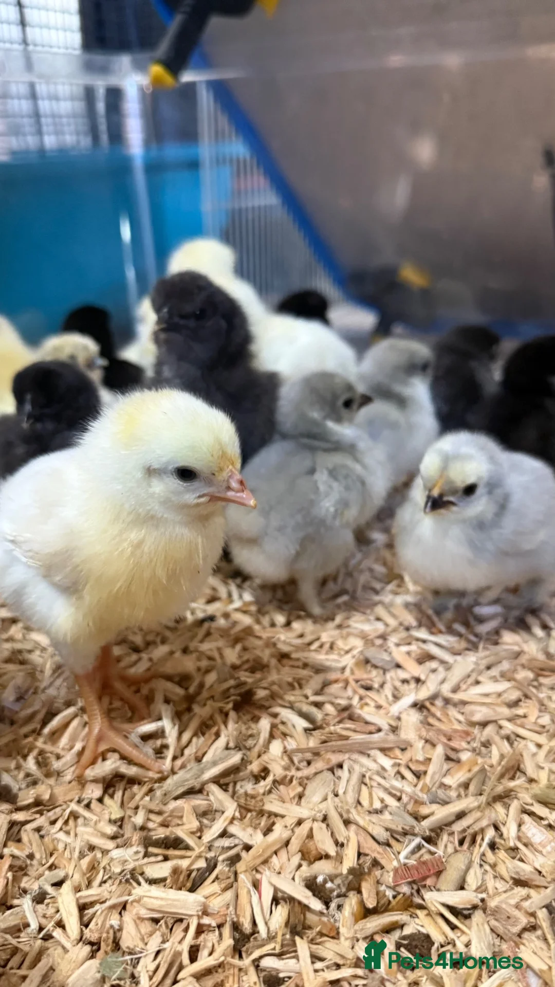 Chickens poultry for sale: Chicks available  - Advert 1