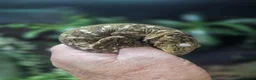 Gecko reptiles for sale: New Caledonia Giant Gecko in Burgess Hill - Advert 3