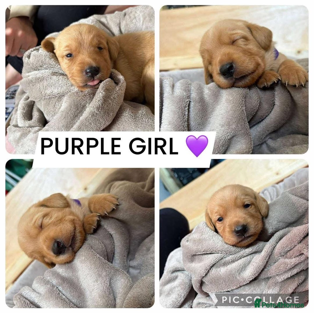 Labrador Retriever dogs for sale: Labradors for sale  - Image 5
