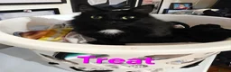Mixed Breed cats for sale: Free to a good home - Advert 25