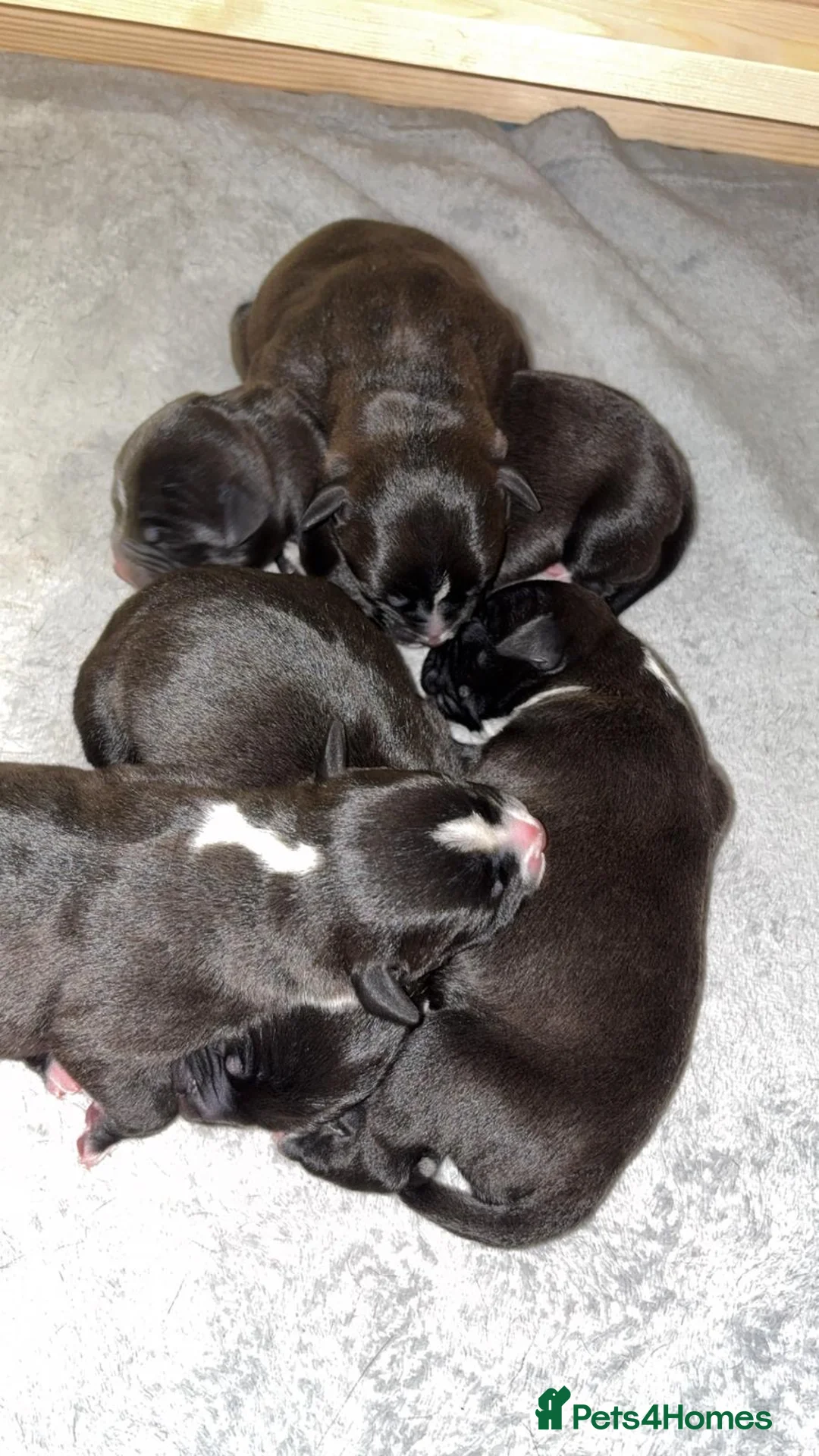 Staffordshire Bull Terrier dogs for sale: Staffordshire Bull Terrier Pups 💙🩷 - Advert 16