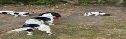 Sprocker dogs for sale: 3 Spaniel female puppies  in Mansfield - Advert 8