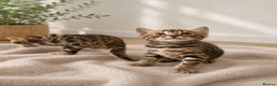 Bengal cats for sale: 3 Bengal kittens left  - Advert 5