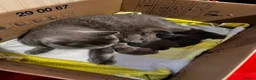 British Shorthair cats for sale: 6 little babies looking for a loving home in Leicester - Advert 2