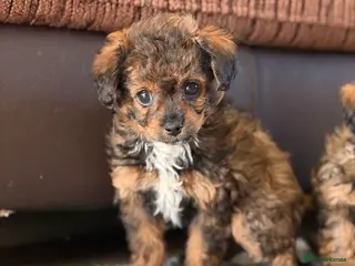 Mixed Breed dogs Toy Poodle & Maltese/Havanese/Bichon Frise mix - Advert 15