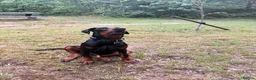 Dobermann dogs for sale: 9 month old Doberman in Heathfield - Advert 3