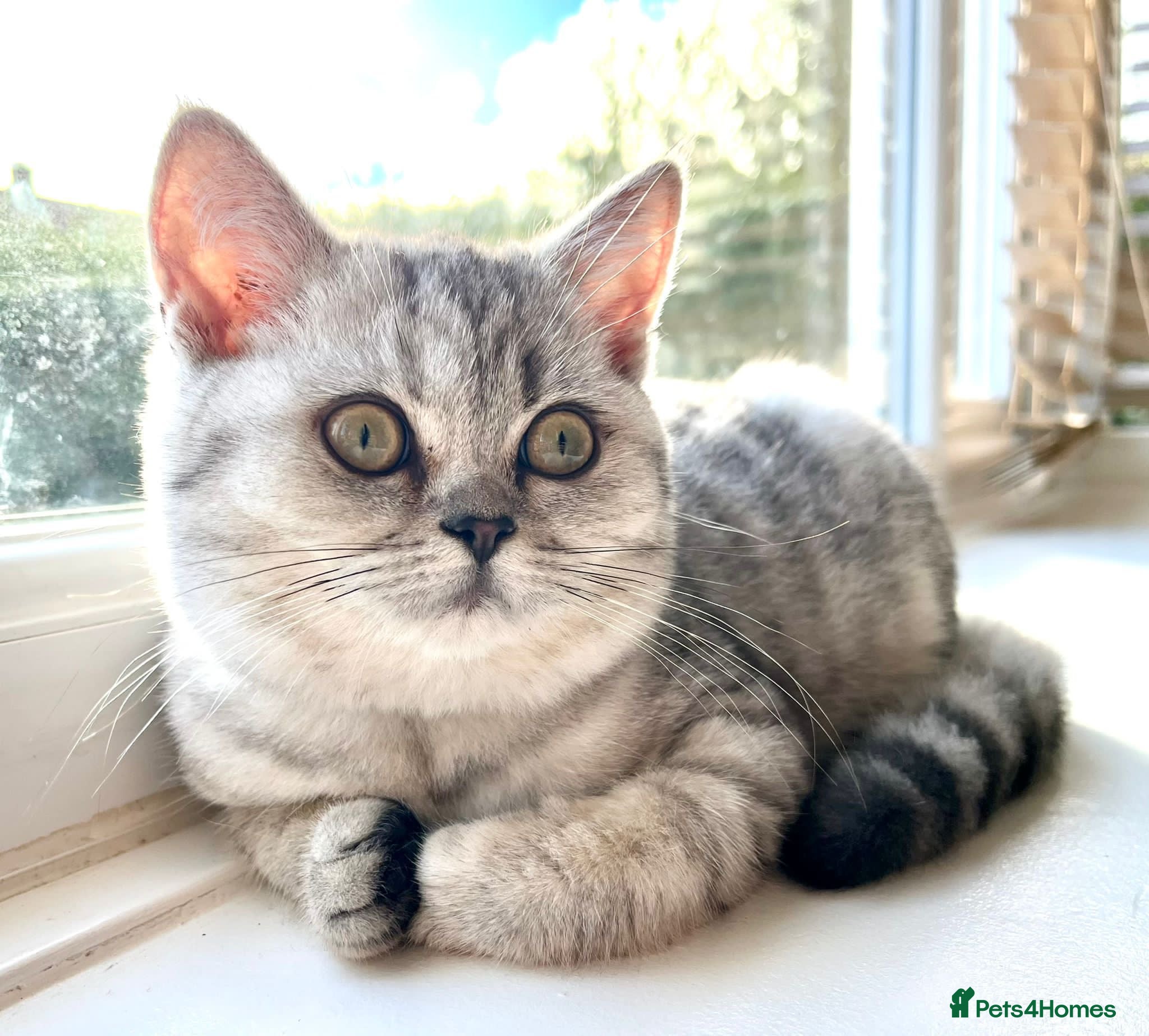 British Shorthair cats TICA Reg.BSH Black Silver Spotted Tabby kittens - Advert 6