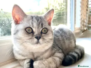 British Shorthair cats TICA Reg.BSH Black Silver Spotted Tabby kittens - Advert 3