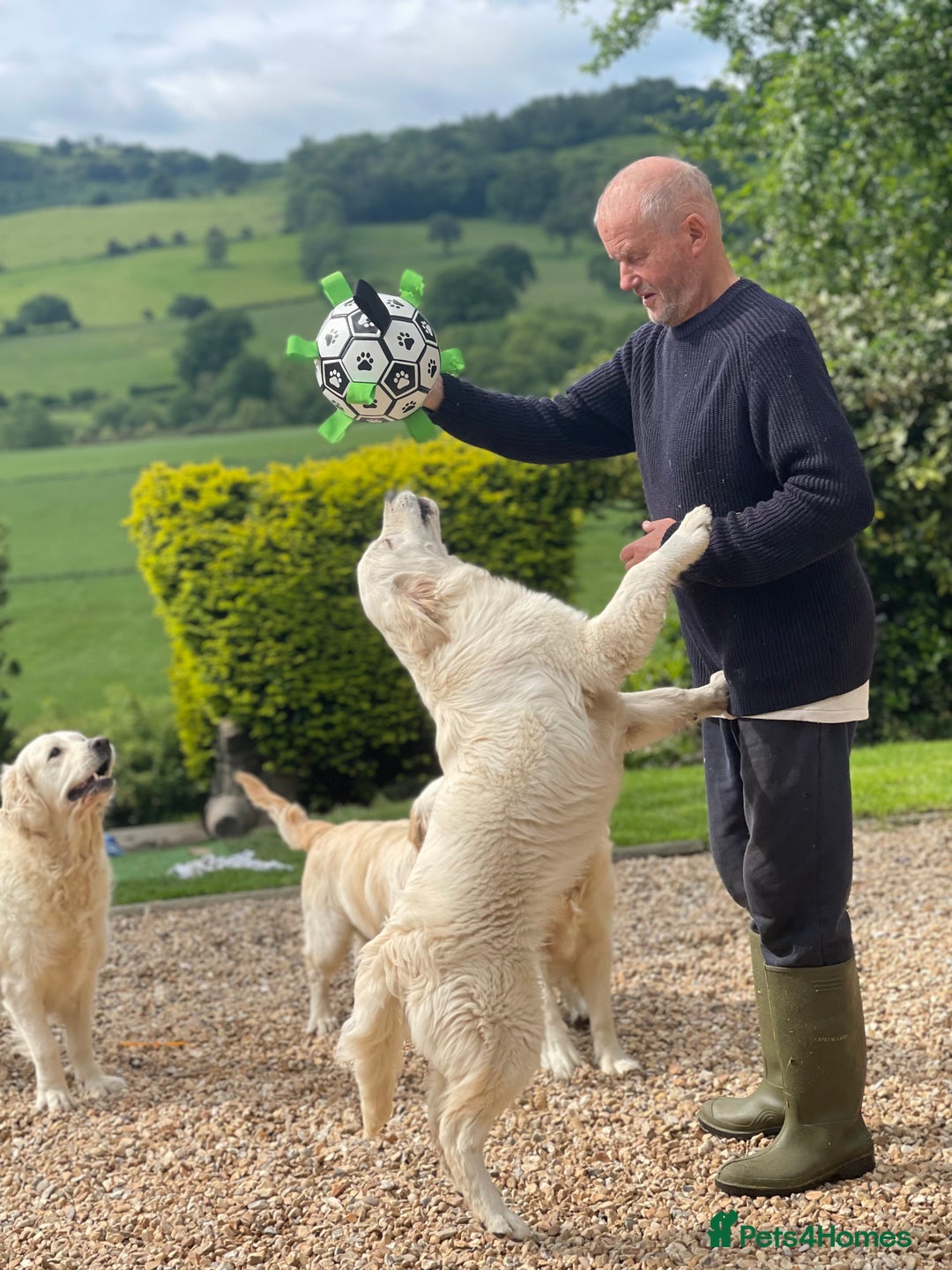 Golden Retriever dogs for sale: Superb KC Golden Retriever show type - Image 8