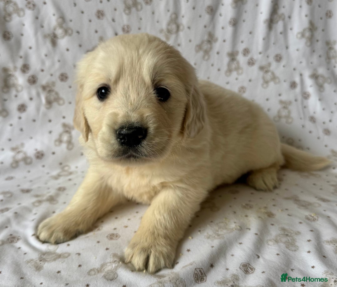 Golden Retriever dogs for sale: Golden Retriever Puppies 🐶🤍 - Image 8