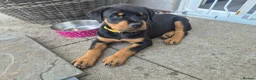 Rottweiler dogs for sale: Rottweiler girl looking for her sofa!!+  - Advert 6