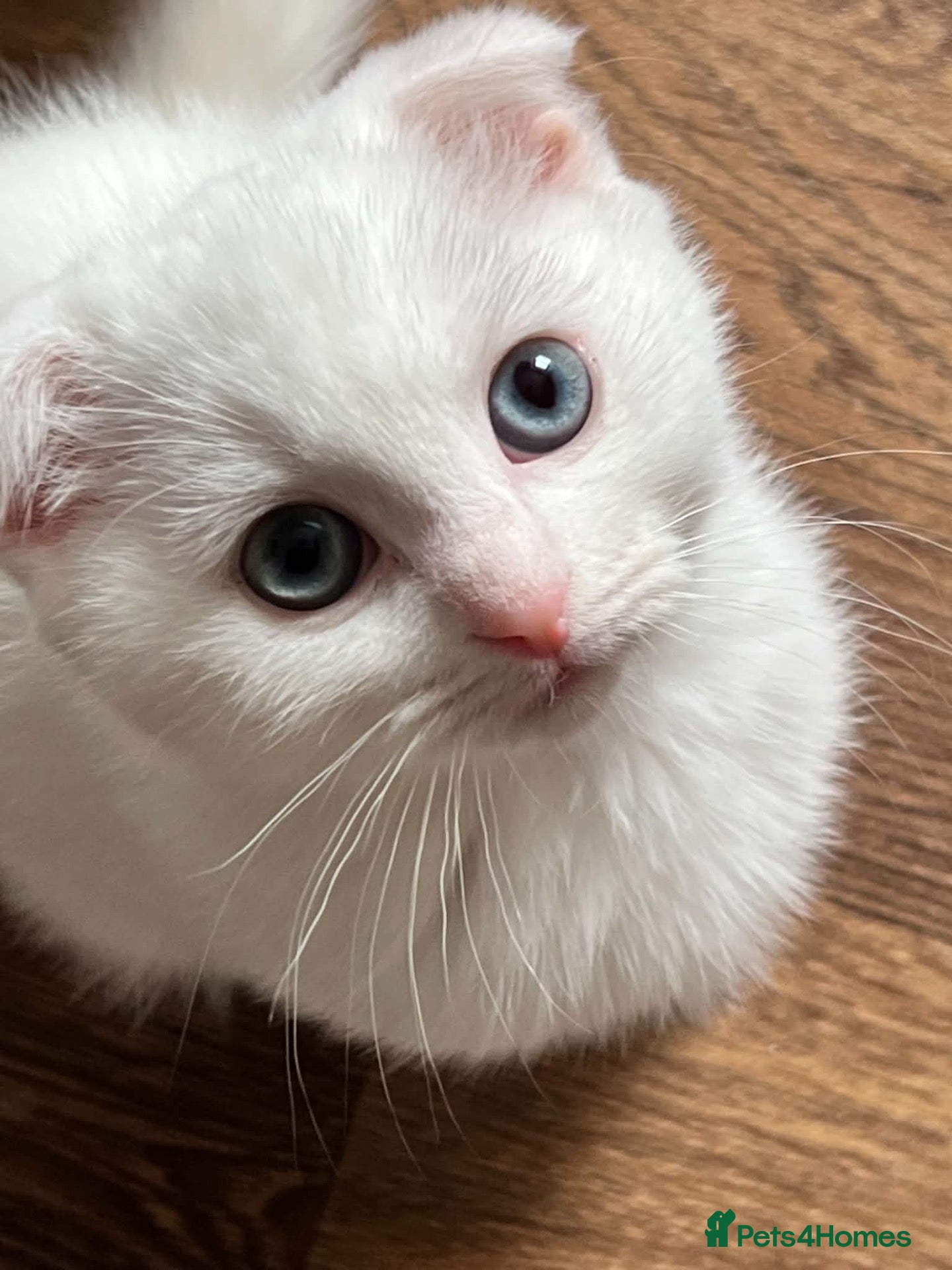 Scottish Fold cats for sale: Gorgeous Scottish Fold & Straight Kittens  - Advert 2