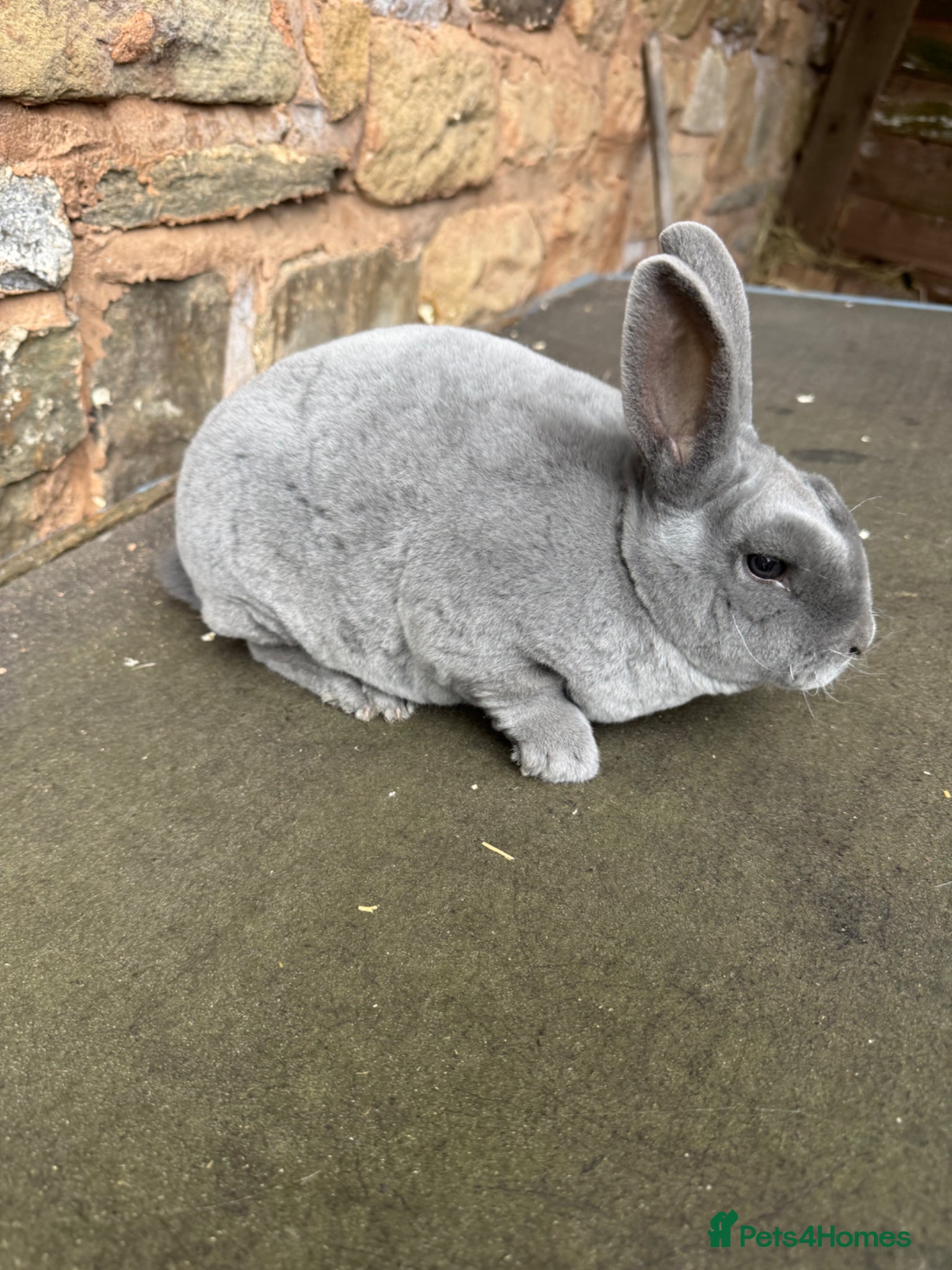 Rex rabbits Stunning Blue Mini Rex female Rabbit  - Advert 1