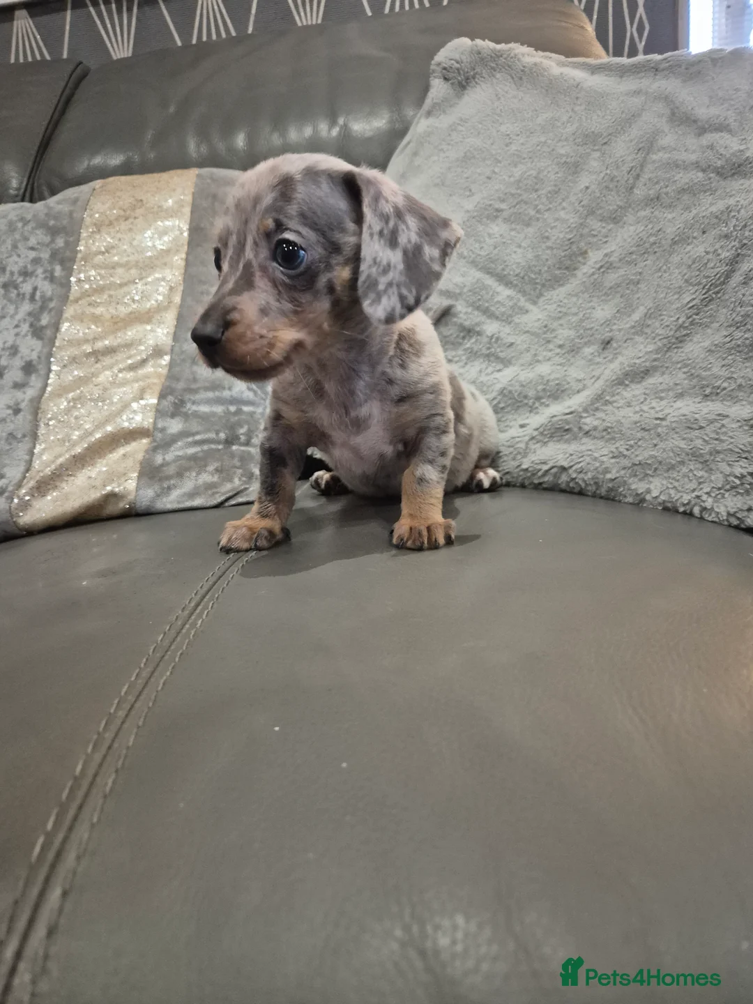 Miniature Dachshund dogs for sale: KC Dachshund Boys - Ready Now - Advert 6