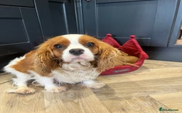 Cavapoo dogs for sale: Stunning F1 Cavapoo pups ONE GIRL LEFT - Image 2