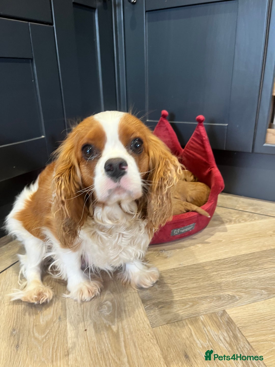 Cavapoo dogs for sale: Stunning F1 Cavapoo pups ONE GIRL LEFT - Image 2