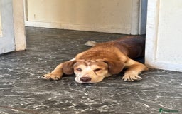 Mixed Breed dogs for sale: Cocker spaniel and a cocker spaniel x husky  in Norwich - Image 1