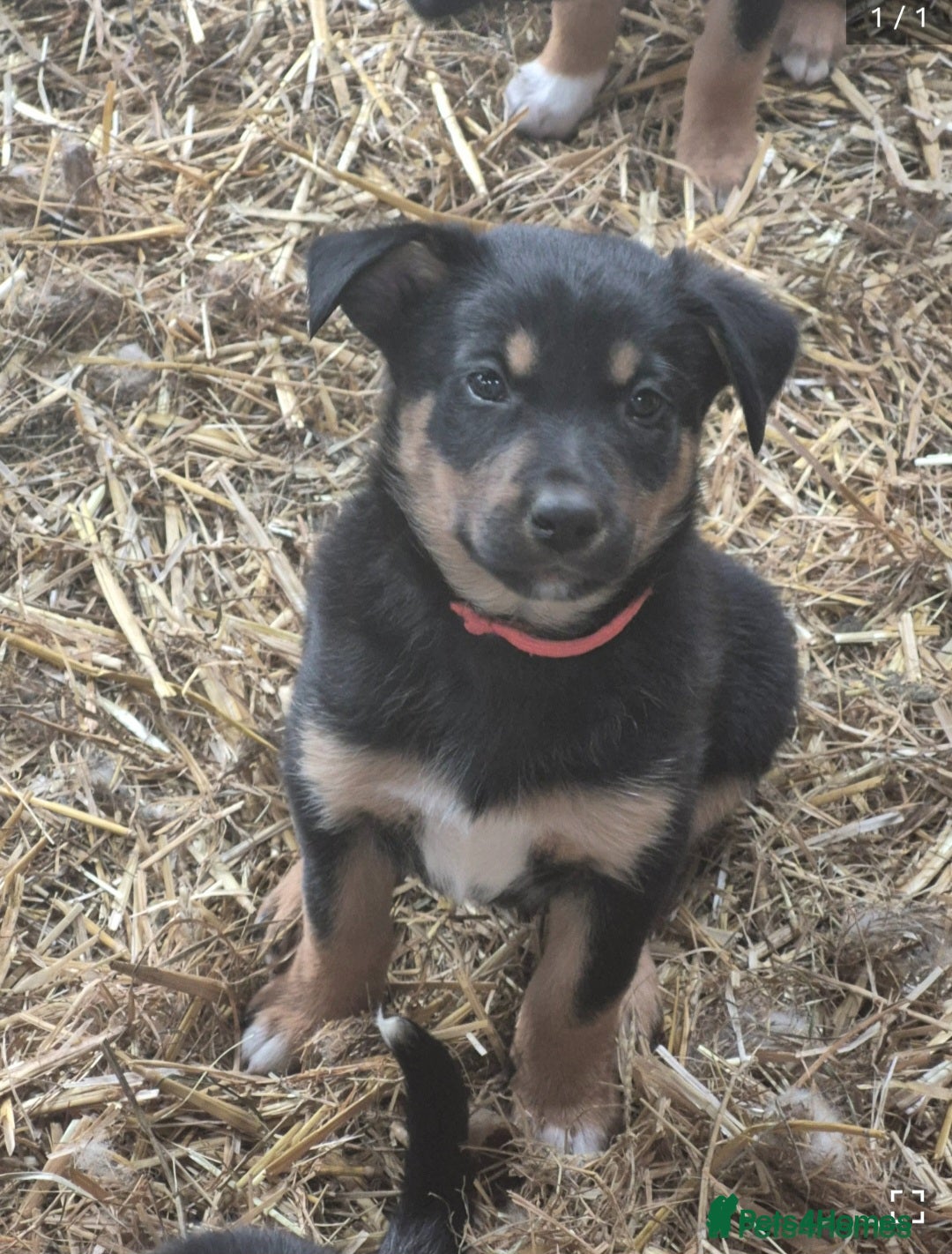Mixed Breed dogs Working collie x kelpie puppies  - Advert 2