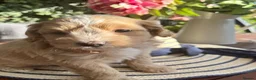 Maltipoo dogs for sale:  5 Absolutely Gorgeous Maltipoo Boys  - Advert 9