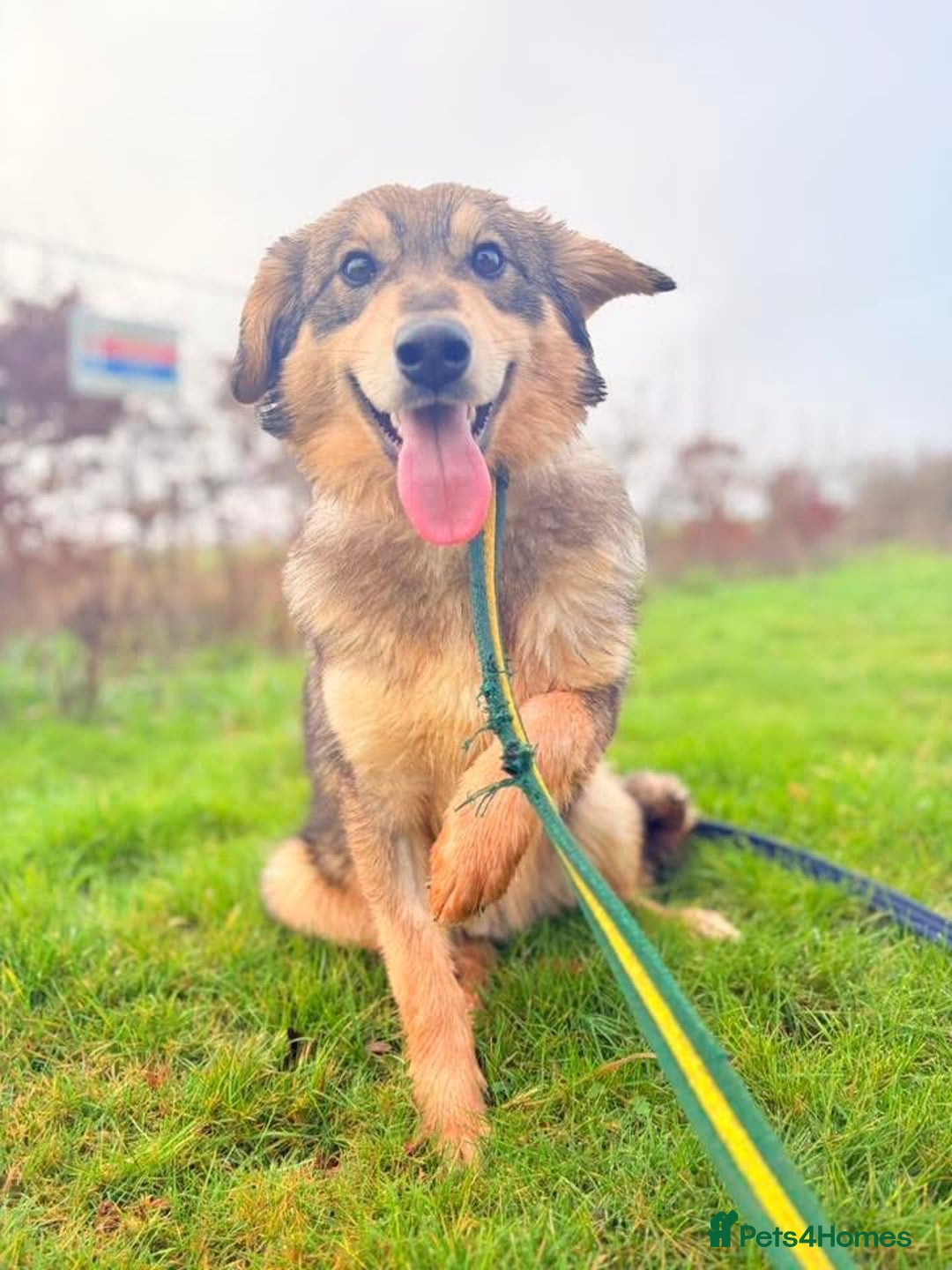 Mixed Breed dogs for adoption: Dave - Norwich Norfolk  - Advert 5