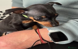 Miniature Pinscher dogs for sale: Not KC Reg Miniature Pincher Girl - Image 14