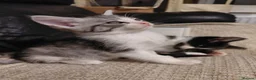 Mixed Breed cats for sale: 3/4 Maine coon. 1/4 sphynx - Advert 16
