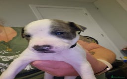 Mixed Breed dogs for sale: Staffy x Whippet puppies - Image 10