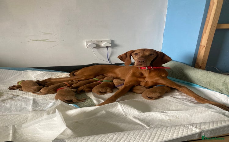 Hungarian Vizsla dogs - Advert 1