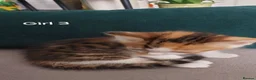 Mixed Breed cats for sale: 4 kittens  - Advert 13