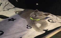 British Shorthair cats for sale: GCCF BSH Kittens pet homes only  - Image 8