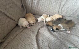Chug dogs for sale: Chihuahua/chug puppies - Image 8