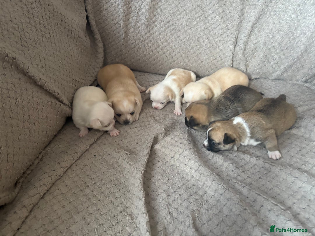 Chug dogs for sale: Chihuahua/chug puppies - Image 8