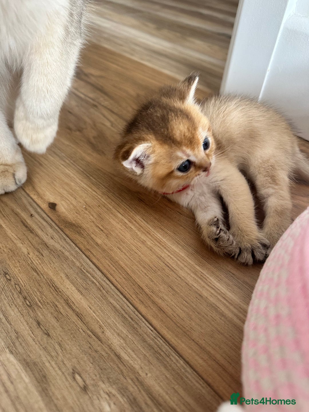 British Shorthair cats for sale: GCCF BSH fluffy kittens - Image 16