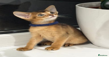 Abyssinian cats - Advert 5
