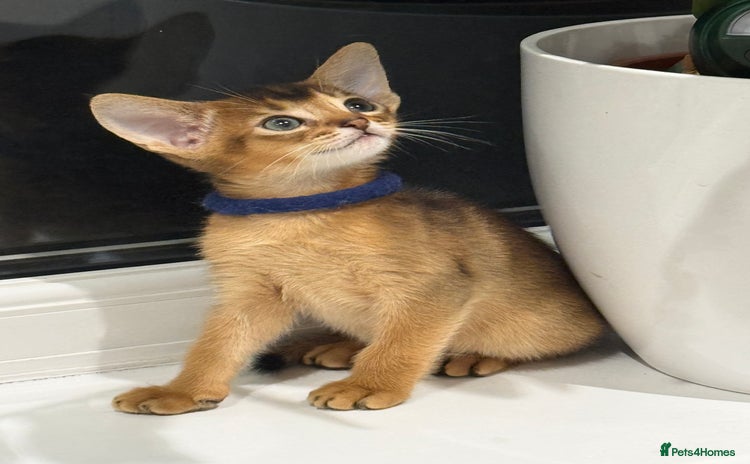 Abyssinian cats - Advert 4