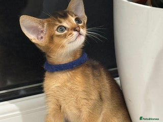 Abyssinian cats - Advert 2