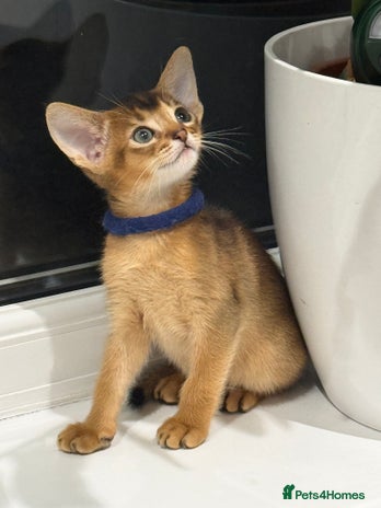 Abyssinian cats - Advert 5