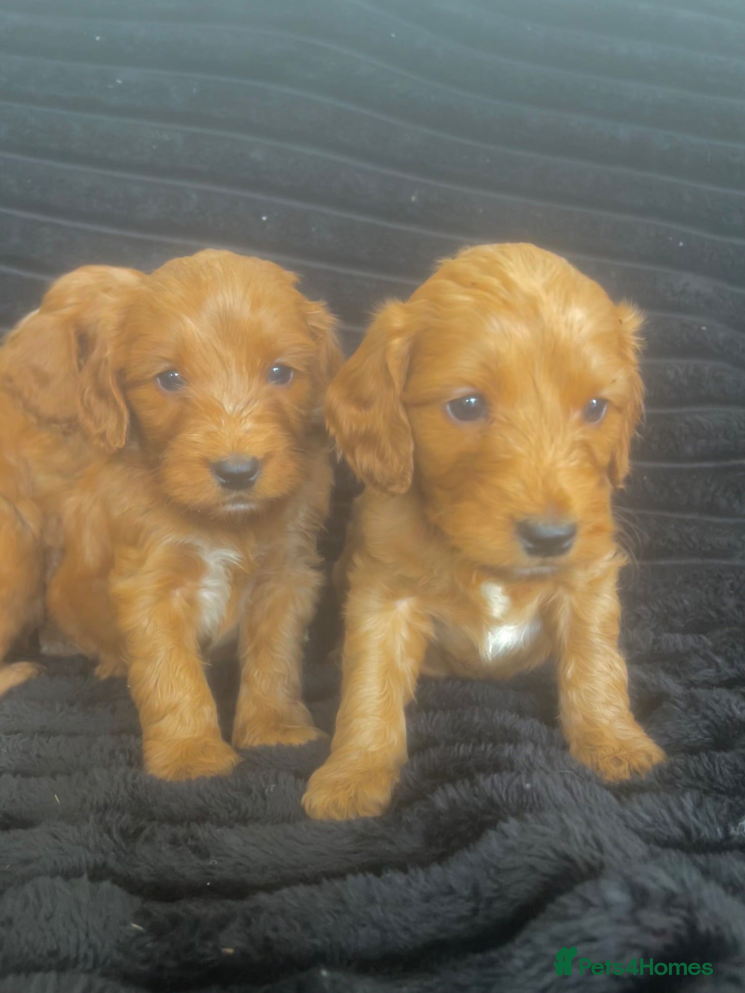 Cockapoo dogs Stunning Fox Red cockerpoos - Advert 1