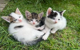 Mixed Breed cats for sale: Mixed fluffy kittens  - Image 1